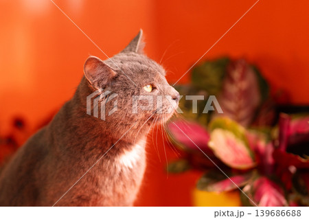 Gray domestic cat side profile looking upward indoors 139686688