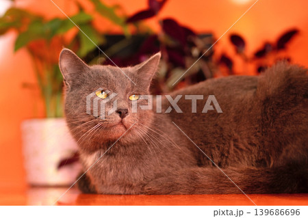 Gray domestic cat lying with attentive expression indoors Gray domestic cat lying with attentive expression indoors 139686696