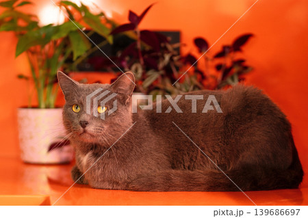 Gray domestic cat lying on orange surface with plants behind Gray domestic cat lying on orange surface with plants behind 139686697