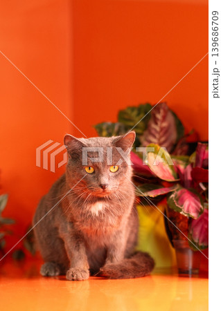 Gray domestic cat sitting low and observing indoors Gray domestic cat sitting low and observing indoors 139686709