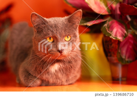 Gray domestic cat lying with paws tucked on surface Gray domestic cat lying with paws tucked on surface 139686710