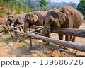 Asian Elephant in Nature Park farm, Chiang mai, Thailand 139686726