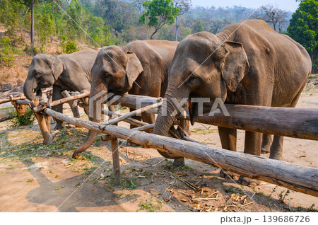 Asian Elephant in Nature Park farm, Chiang mai, Thailand Asian Elephant in Nature Park farm, Chiang mai, Thailand 139686726