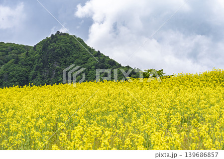 初夏に咲く菜の花　三ノ倉高原（スキー場）の花畑　福島県喜多方市 139686857
