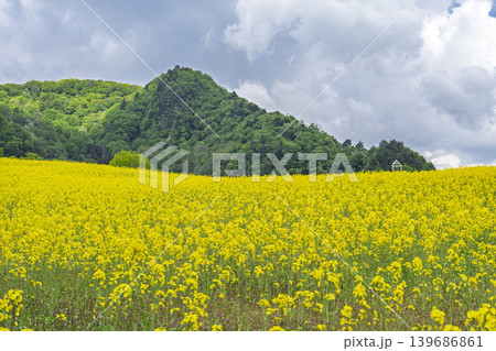 初夏に咲く菜の花 三ノ倉高原(スキー場)の花畑 福島県喜多方市 初夏に咲く菜の花 三ノ倉高原(スキー場)の花畑 福島県喜多方市 139686861