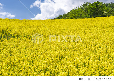 初夏に咲く菜の花　三ノ倉高原（スキー場）の花畑　福島県喜多方市 139686877
