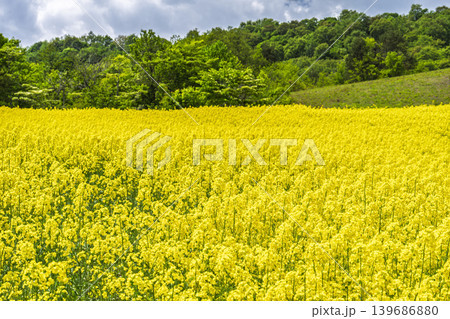 初夏に咲く菜の花　三ノ倉高原（スキー場）の花畑　福島県喜多方市 139686880
