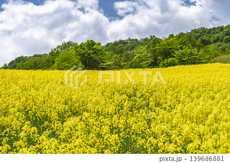 初夏に咲く菜の花 三ノ倉高原(スキー場)の花畑 福島県喜多方市 初夏に咲く菜の花 三ノ倉高原(スキー場)の花畑 福島県喜多方市 139686881
