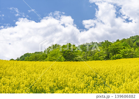 初夏に咲く菜の花 三ノ倉高原(スキー場)の花畑 福島県喜多方市 初夏に咲く菜の花 三ノ倉高原(スキー場)の花畑 福島県喜多方市 139686882