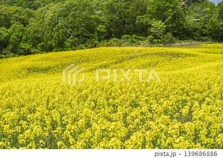 初夏に咲く菜の花 三ノ倉高原(スキー場)の花畑 福島県喜多方市 初夏に咲く菜の花 三ノ倉高原(スキー場)の花畑 福島県喜多方市 139686886
