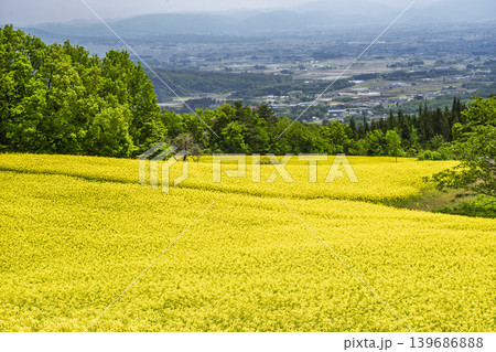 初夏に咲く菜の花 三ノ倉高原(スキー場)の花畑 福島県喜多方市 初夏に咲く菜の花 三ノ倉高原(スキー場)の花畑 福島県喜多方市 139686888