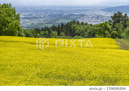 初夏に咲く菜の花 三ノ倉高原(スキー場)の花畑 福島県喜多方市 初夏に咲く菜の花 三ノ倉高原(スキー場)の花畑 福島県喜多方市 139686894