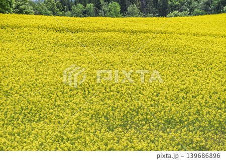 初夏に咲く菜の花　三ノ倉高原（スキー場）の花畑　福島県喜多方市 139686896
