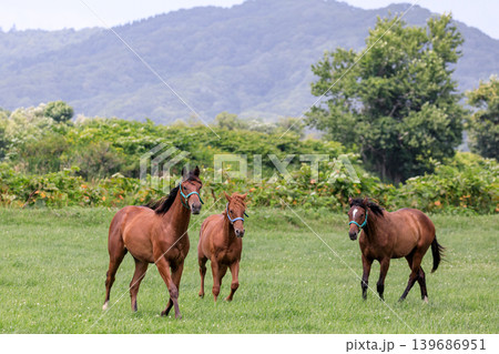 北海道新浦河町、牧場でたたずむ競走馬【7月】 139686951