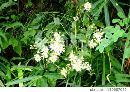 【神奈川県】土手に咲く白い野菊の花 【神奈川県】土手に咲く白い野菊の花 139687055