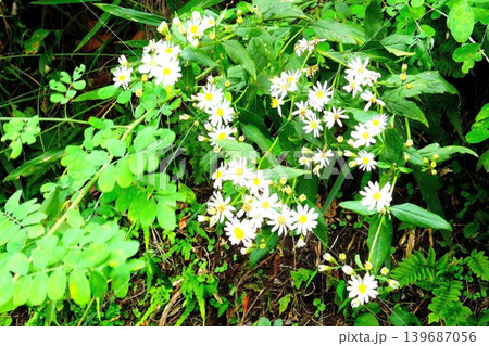 【神奈川県】野に咲く白い野菊の花 【神奈川県】野に咲く白い野菊の花 139687056