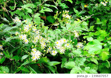 【神奈川県】野菊の白い花が土手に咲く 【神奈川県】野菊の白い花が土手に咲く 139687057
