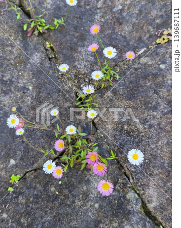 石畳の隙間に咲く小花ペラペラヨメナ 石畳の隙間に咲く小花ペラペラヨメナ 139687111