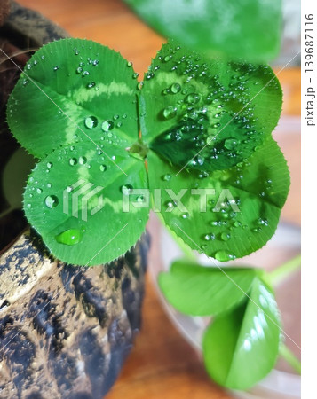 水滴と四つ葉のクローバー 139687116