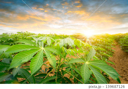 row of cassava tree in field. Growing cassava, young shoots growing. The cassava is the tropical food plant,it is a cash crop in Thailand. This is the landscape of cassava plantation in the Thailand. row of cassava tree in field. Growing cassava, young shoots growing. The cassava is the tropical food plant,it is a cash crop in Thailand. This is the landscape of cassava plantation in the Thailand. 139687126