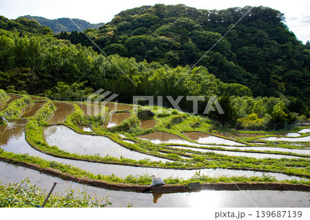 太陽光が反射する棚田の水面 139687139