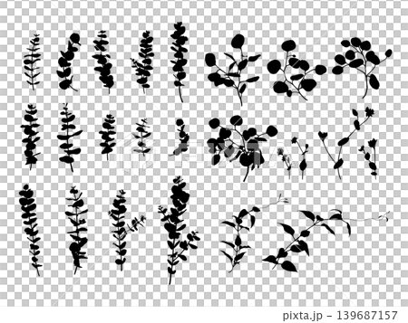 A set of vector illustrations of silhouettes of various types of eucalyptus and plant leaves. A set of vector illustrations of silhouettes of various types of eucalyptus and plant leaves. 139687157