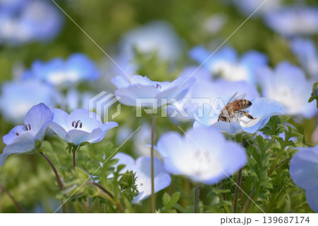 ネモフィラの蜜を吸うミツバチ ネモフィラの蜜を吸うミツバチ 139687174