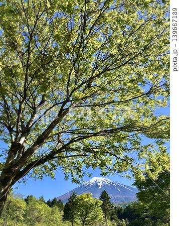 春のモミジと富士山 春のモミジと富士山 139687189