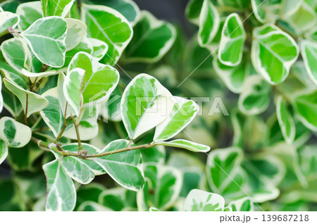 Ficus deltoid Jack f variegata or  Ficus deltoidea Variegated or bicolor leaf 139687218