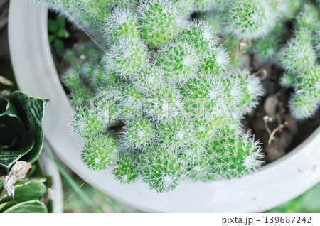 Mammillaria Spinosissima cv Un Pico f Montrose, Mammillaria Spinosissima or Mammillaria or cactus or succulent Mammillaria Spinosissima cv Un Pico f Montrose, Mammillaria Spinosissima or Mammillaria or cactus or succulent 139687242