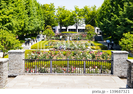東京都あきる野市 都立秋留台公園バラまつり 東京都あきる野市 都立秋留台公園バラまつり 139687321
