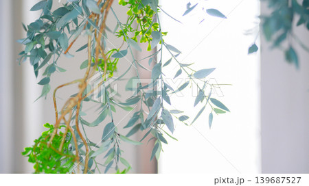 窓辺に飾られた観葉植物 窓辺に飾られた観葉植物 139687527