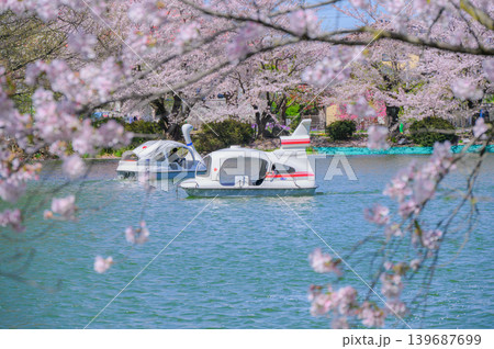 【臥竜公園】春の竜ヶ池【須坂市】 139687699