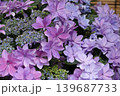 あじさい 139687733