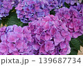 あじさい 139687734