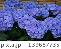 あじさい 139687735