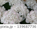 あじさい 139687736