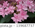 あじさい 139687737