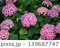 あじさい 139687747