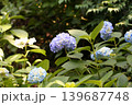 あじさい 139687748