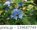 あじさい 139687749