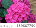 あじさい 139687750