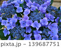 あじさい 139687751