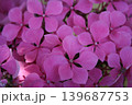 あじさい 139687753