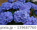 あじさい 139687760
