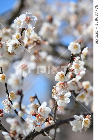 満開の梅の木が並ぶ梅の里通り(新潟県新潟市江南区) 満開の梅の木が並ぶ梅の里通り(新潟県新潟市江南区) 139687776