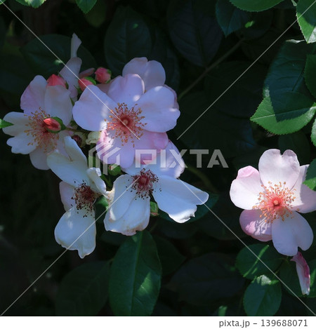 大船フラワーセンターに咲く淡いピンク色のバラ科の花 139688071