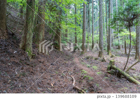 奥の院から摩尼山へ向かう登山道(高野山) 奥の院から摩尼山へ向かう登山道(高野山) 139688109