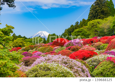 (神奈川県)山のホテルの美しいつつじ庭園から眺める富士山 (神奈川県)山のホテルの美しいつつじ庭園から眺める富士山 139688125