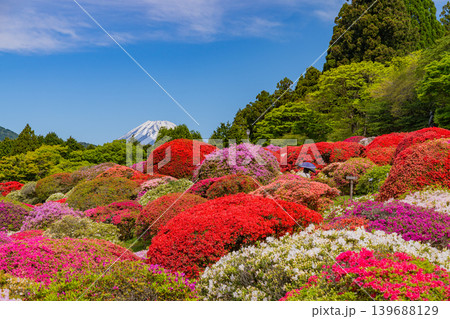 (神奈川県)山のホテルの美しいつつじ庭園から眺める富士山 (神奈川県)山のホテルの美しいつつじ庭園から眺める富士山 139688129